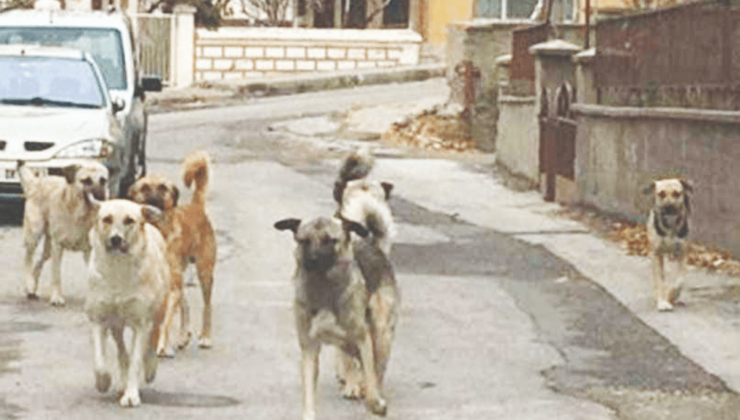 Sokak Köpekleri Kadroya Alınacak