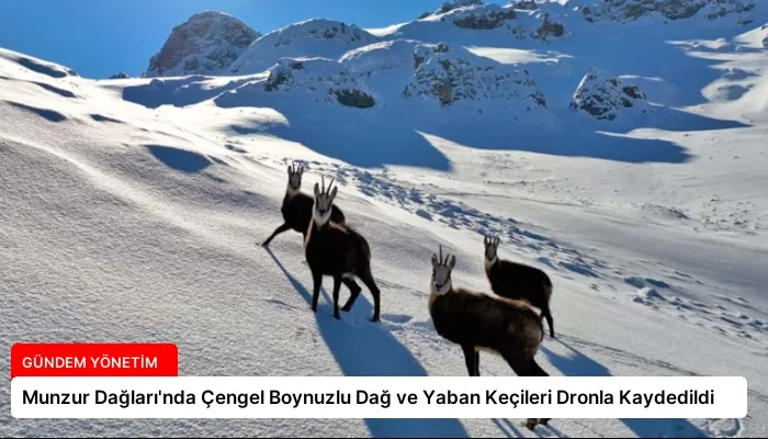 Munzur Dağları’nda Çengel Boynuzlu Dağ ve Yaban Keçileri Dronla Kaydedildi