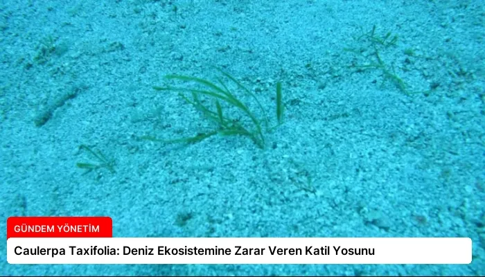 Caulerpa Taxifolia: Deniz Ekosistemine Zarar Veren Katil Yosunu