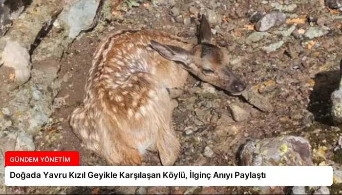 Doğada Yavru Kızıl Geyikle Karşılaşan Köylü, İlginç Anıyı Paylaştı