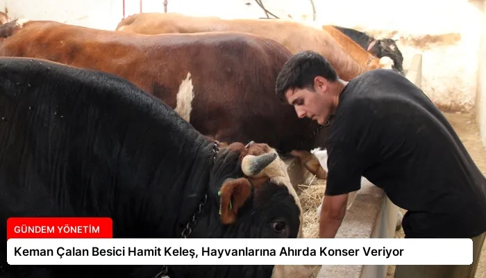 Keman Çalan Besici Hamit Keleş, Hayvanlarına Ahırda Konser Veriyor