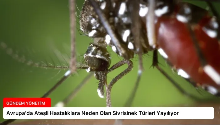 Avrupa’da Ateşli Hastalıklara Neden Olan Sivrisinek Türleri Yayılıyor