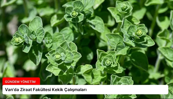 Van’da Ziraat Fakültesi Kekik Çalışmaları