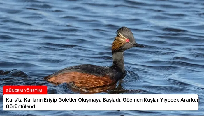 Kars’ta Karların Eriyip Göletler Oluşmaya Başladı, Göçmen Kuşlar Yiyecek Ararken Görüntülendi