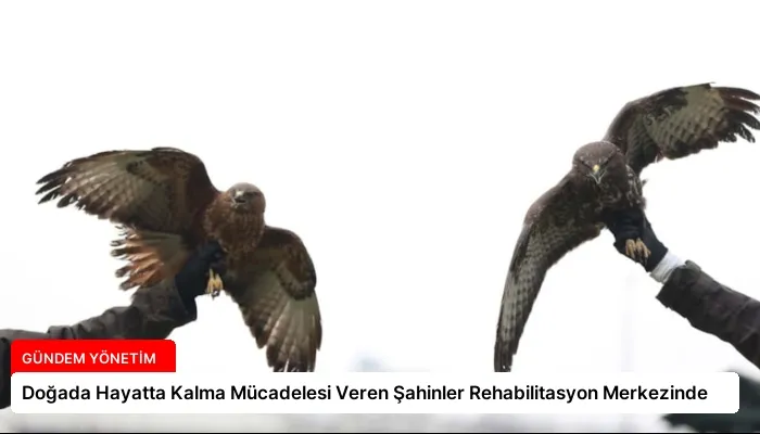 Doğada Hayatta Kalma Mücadelesi Veren Şahinler Rehabilitasyon Merkezinde