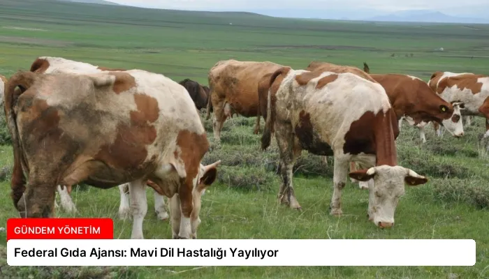 Federal Gıda Ajansı: Mavi Dil Hastalığı Yayılıyor