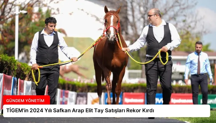 TİGEM’in 2024 Yılı Safkan Arap Elit Tay Satışları Rekor Kırdı