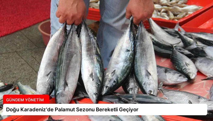 Doğu Karadeniz’de Palamut Sezonu Bereketli Geçiyor