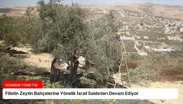 Filistin Zeytin Bahçelerine Yönelik İsrail Saldırıları Devam Ediyor