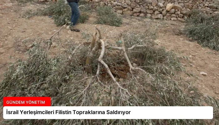 İsrail Yerleşimcileri Filistin Topraklarına Saldırıyor