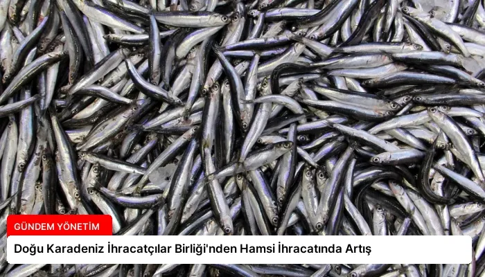 Doğu Karadeniz İhracatçılar Birliği’nden Hamsi İhracatında Artış
