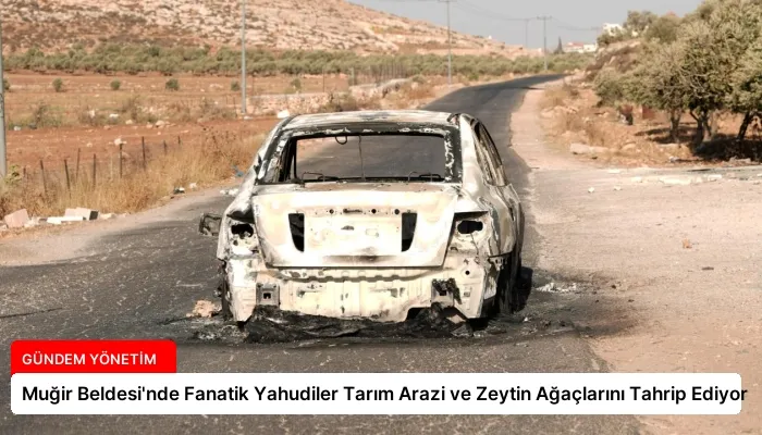 Muğir Beldesi’nde Fanatik Yahudiler Tarım Arazi ve Zeytin Ağaçlarını Tahrip Ediyor