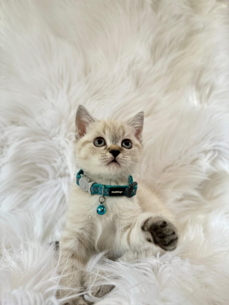 Kedi Dostları İçin British Shorthair Hakkında Genel Bilgi