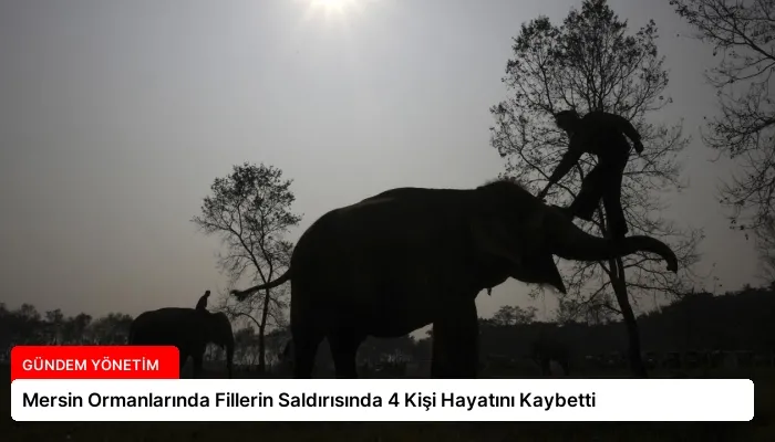 Mersin Ormanlarında Fillerin Saldırısında 4 Kişi Hayatını Kaybetti