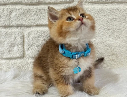 Petyasam.Com İle Kedi Sahiplenme ve Sahiplendirme