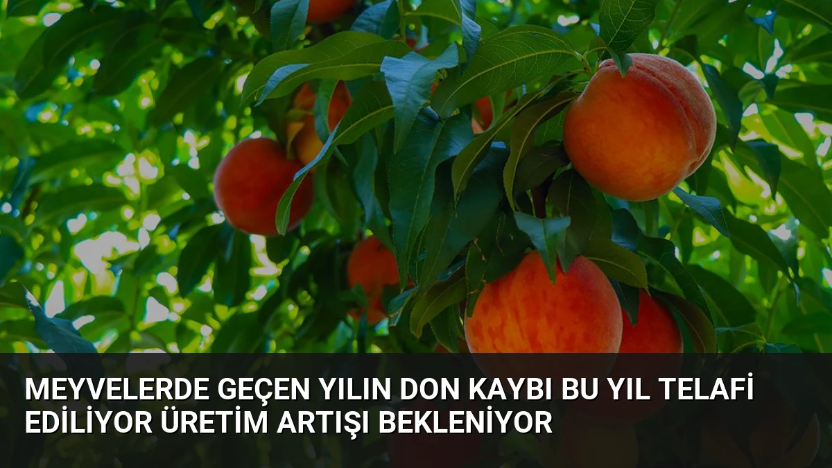 Meyvelerde Geçen Yılın Don Kaybı Bu Yıl Telafi Ediliyor Üretim Artışı Bekleniyor