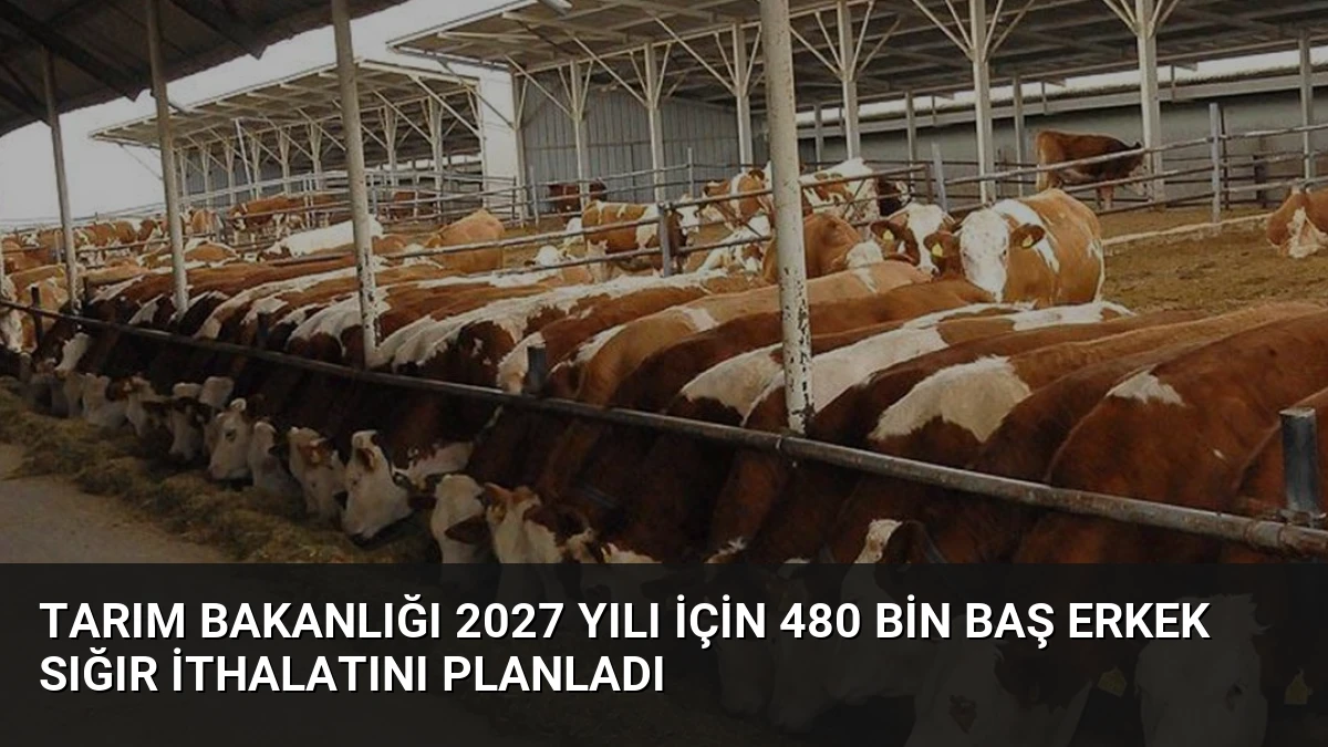 Tarım Bakanlığı 2027 Yılı İçin 480 Bin Baş Erkek Sığır İthalatını Planladı