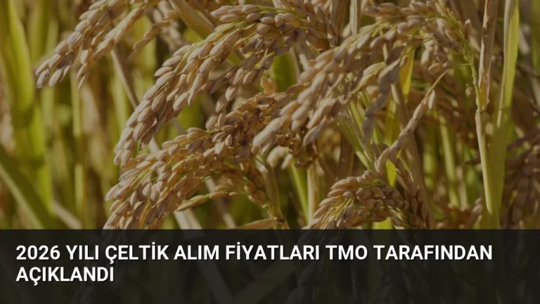 2026 Yılı Çeltik Alım Fiyatları TMO Tarafından Açıklandı